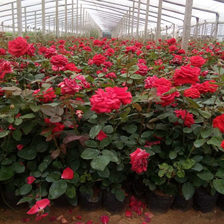 红帽月季批发 青州鑫超花卉种植引领高成活率新篇章