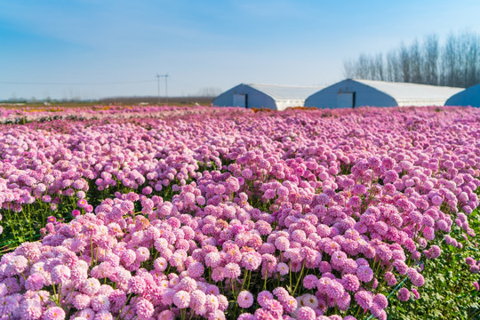 大棚花卉与蔬菜种植 高效农业的双重路径