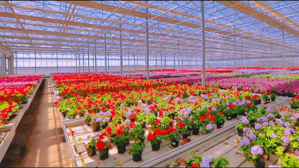 花卉种植温室大棚 技术与管理的全面指南