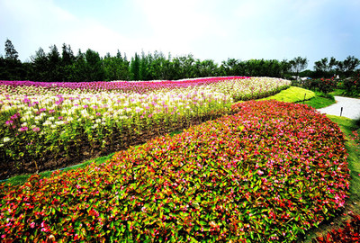 花卉苗木与蔬菜种植 庭院绿化的双赢之道
