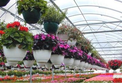 常见花草与豆类作物的栽培技术指南