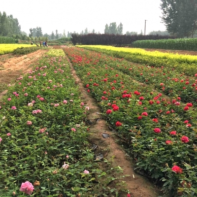 花卉种植中黄叶问题的成因与防治