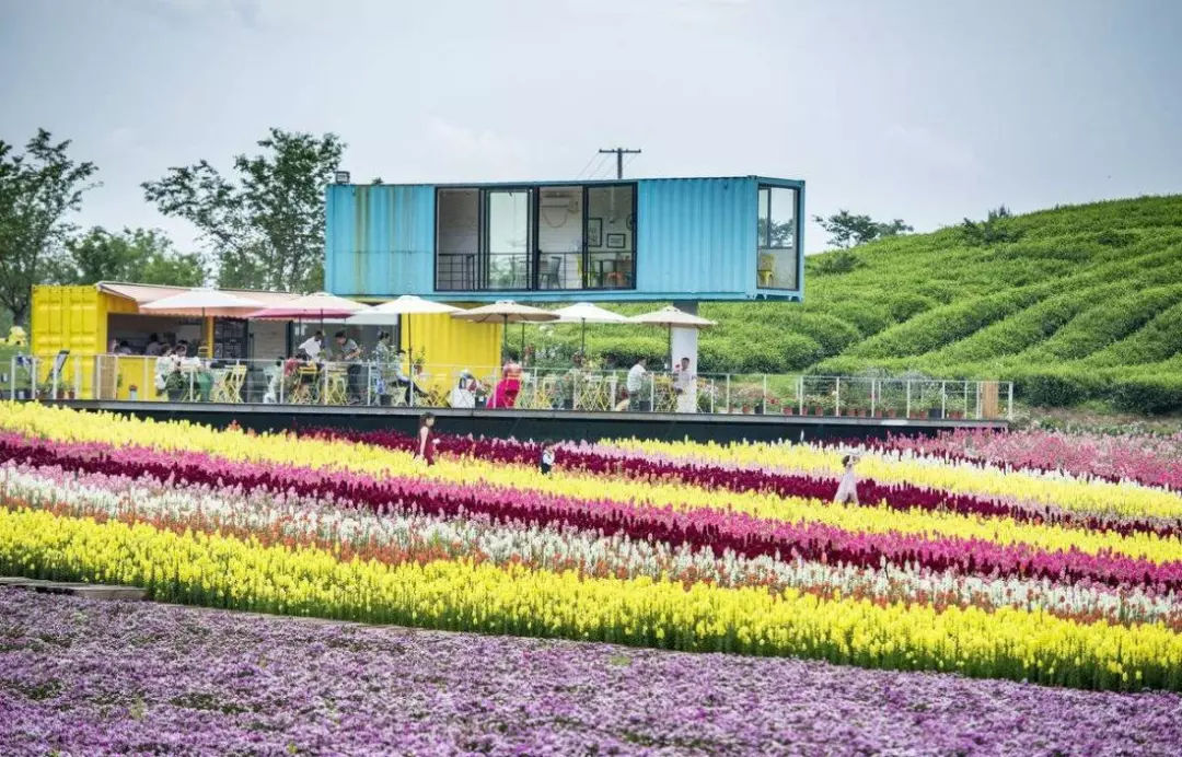 创新驱动未来 花卉与豆类种植新动向探索