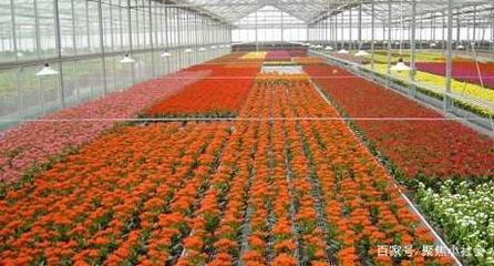 从农田到花园 花卉种植业如何助力农户转型为专业花匠