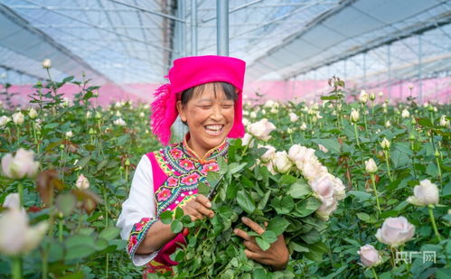 晋宁花卉产业与豆类种植 双轮驱动下的核心竞争力提升