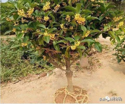 返乡创业种植项目前景分析 野菜、花卉、花椒、药材、果树、蔬菜种植比较