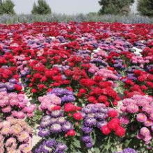 2019年花卉种子种苗价格趋势与豆类种植市场观察